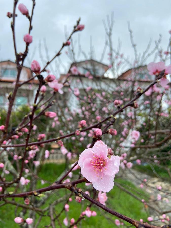 塔布阿Majo Alojamento Local住宿加早餐旅馆 外观 照片